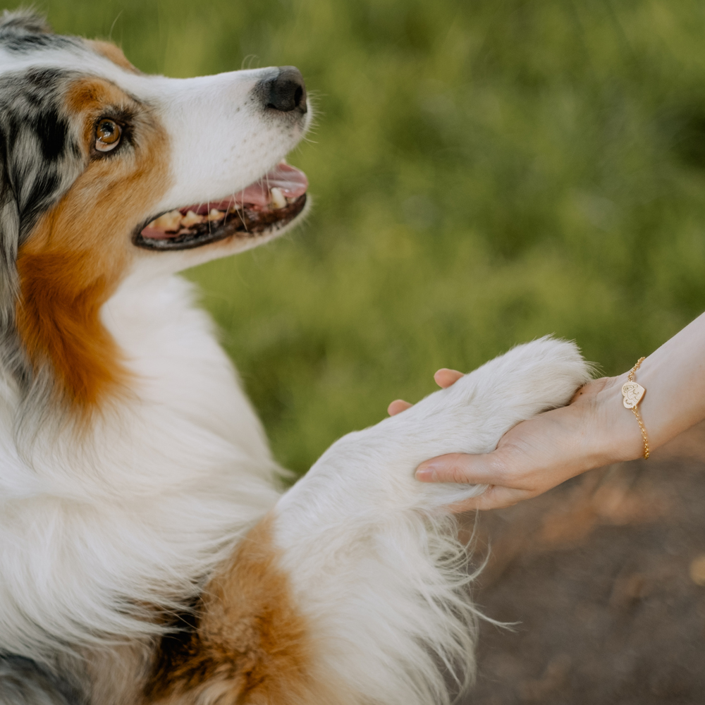 Gouden naamarmband met hond Golden Retriever